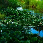 Defne Olive Gardens, Koca Calis, Fethiye