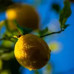 Vakantiehuis Defne Olive Gardens, Koca Calis,