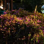 Defne Olive Gardens, Koca Calis, Casa de Férias *